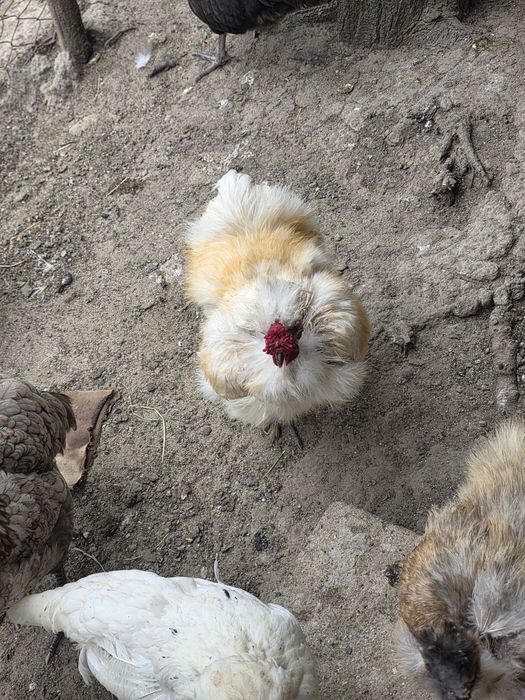 Vând găini de matase si australorp