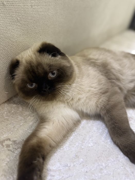 Кот на вязку Скоттиш фолд бесплатно