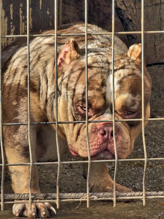 Продавам американско були покет