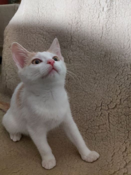 Котенок , девочка , отдаем
