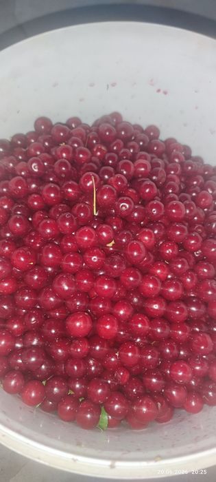продам яблоки,вишню местную