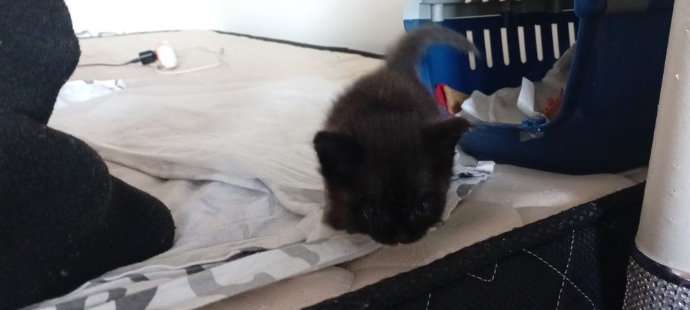Месячный мини котенок мальчик