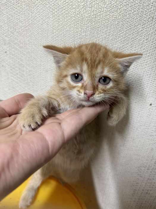 Отдам котят в добрые руки