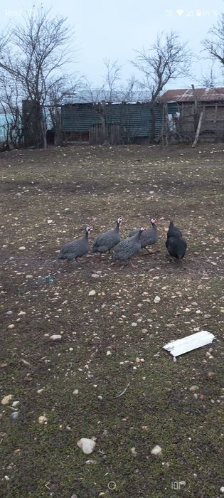 Vănd familie bibilici 3cu1 400lei nu se dau separat