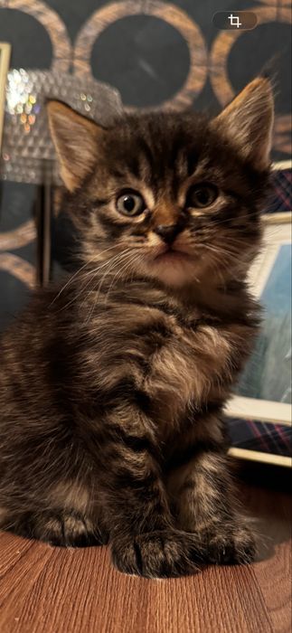 Отдам ласковых котят в добрые руки