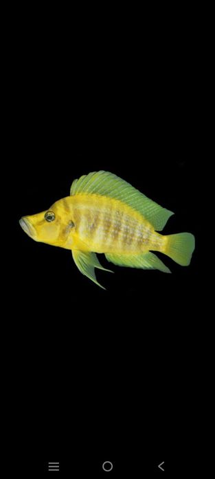 Altolamprlogus Compresses Mandrin Talama & Klima & Black vidov Tevbe F