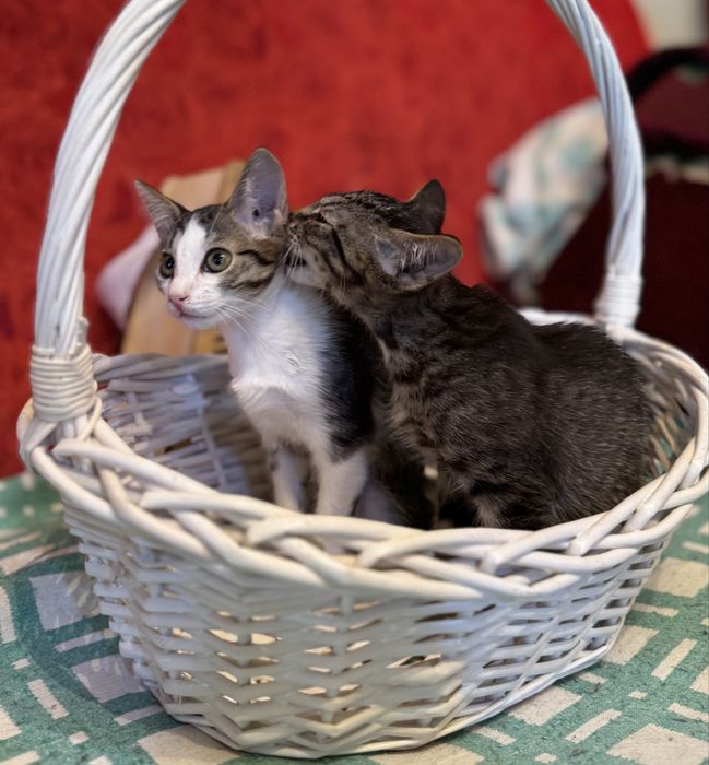 Котята милашки ищут дом