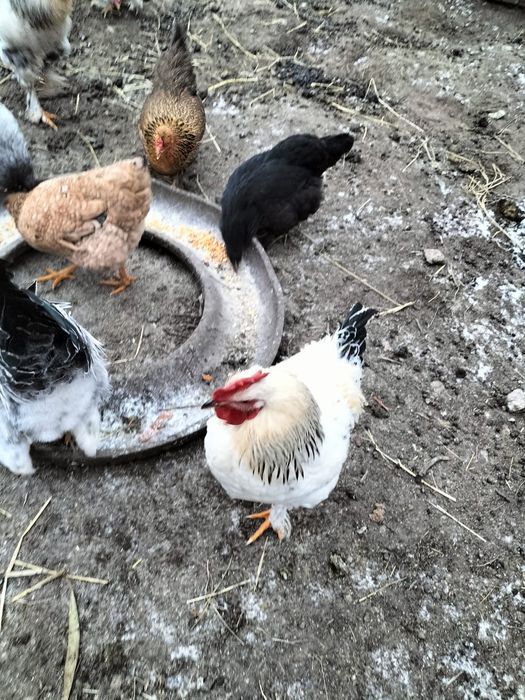 Vând cocoși brahma