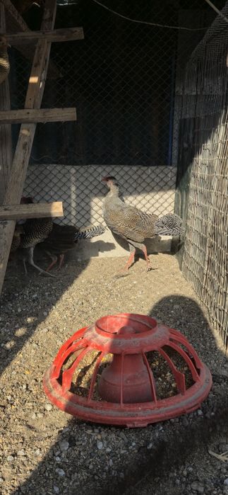 Серебряный фазан