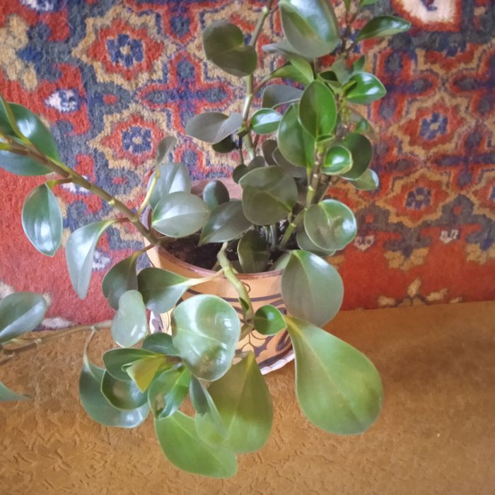 Прекрасный быстро растущий цветок