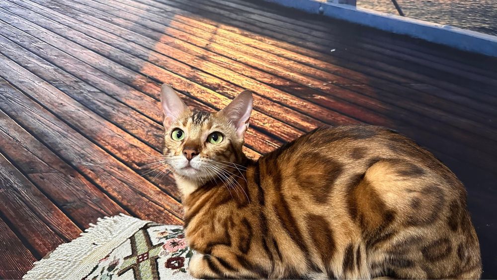 Продам бенгальскую кошку СРОЧНО