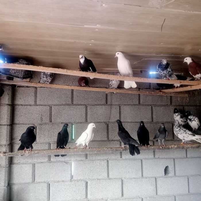 Голбый широкохвости