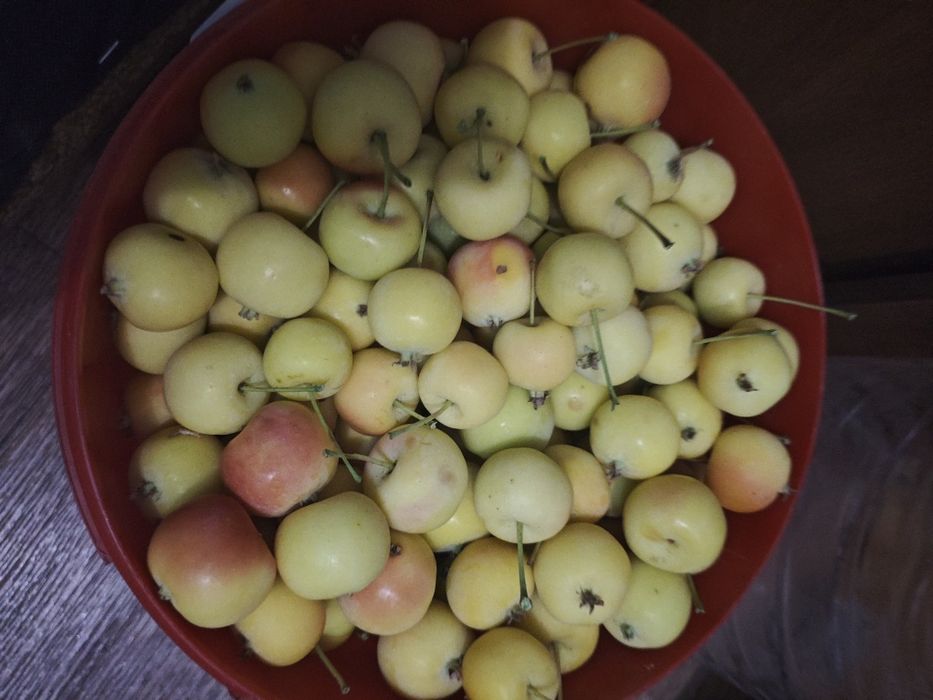 Продаю ронеткки маленькие