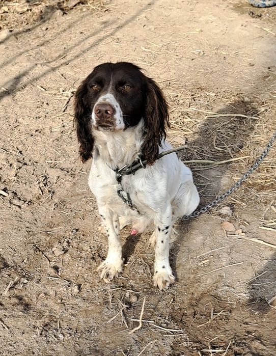 Русский охотничий спаниель эркак срошние сотилади