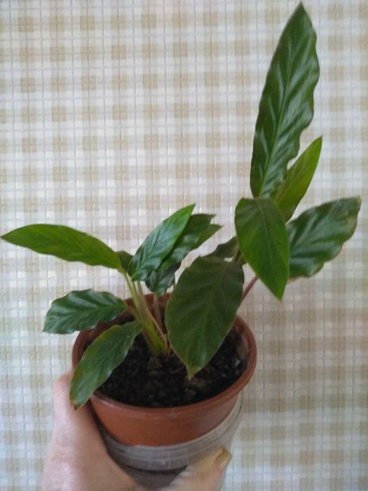 Продам комнатные цветы