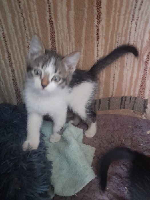 Одам котят в добрые руки бесплатно