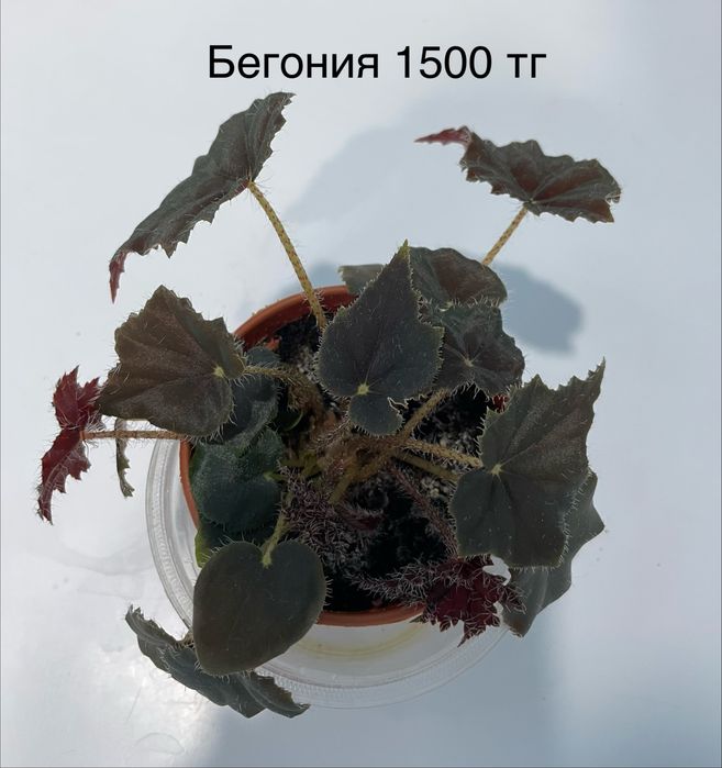 Комнатные растения