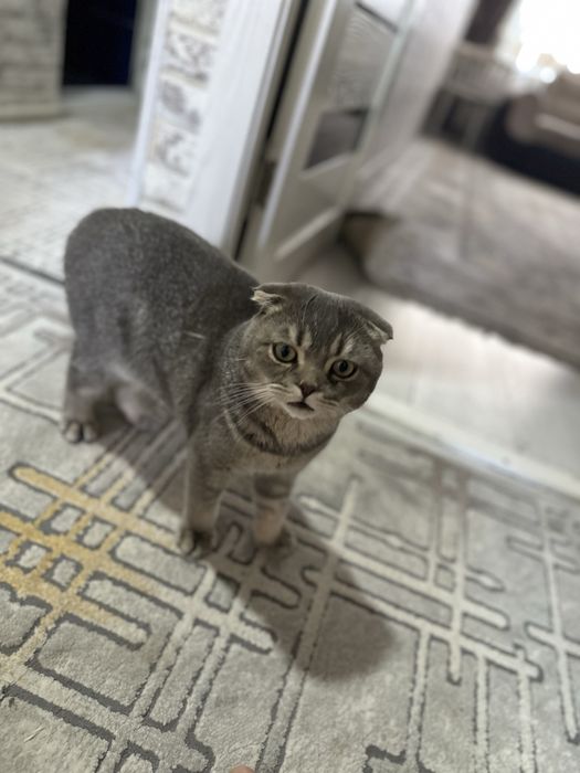 домашняя кошка шотландская вислоухая