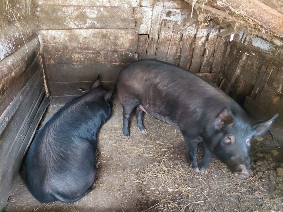 Угоени Прасета на сметка