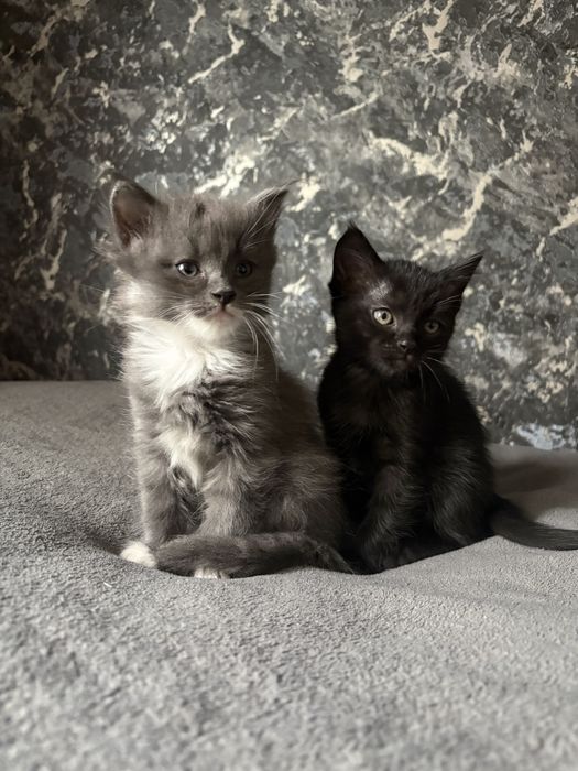 Котята в хорошие руки