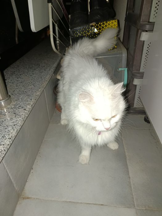 Подарявам женска котка