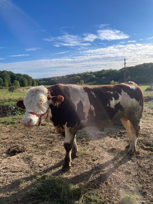 Vând taur/vitel..