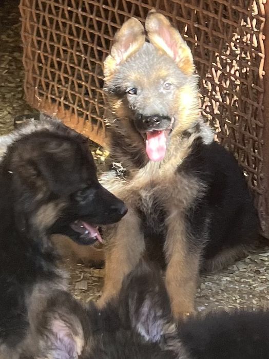 Щенки немецкой овчарки