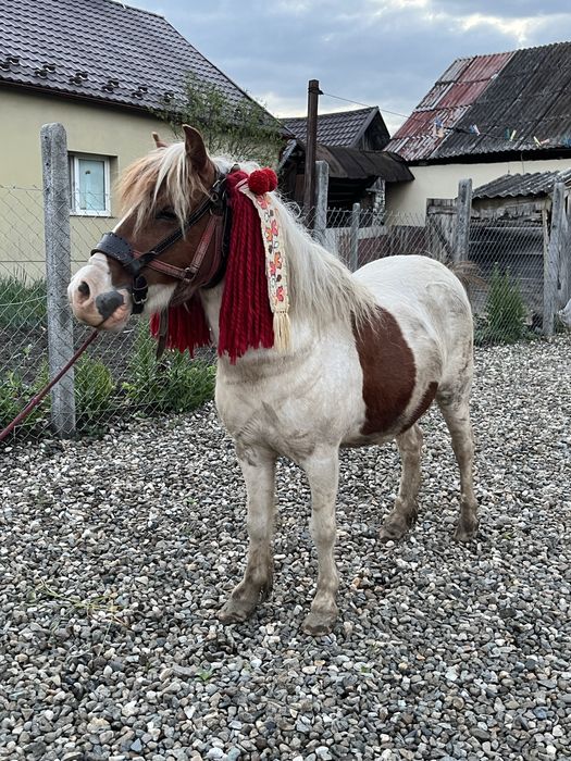 Poneiță tărcată