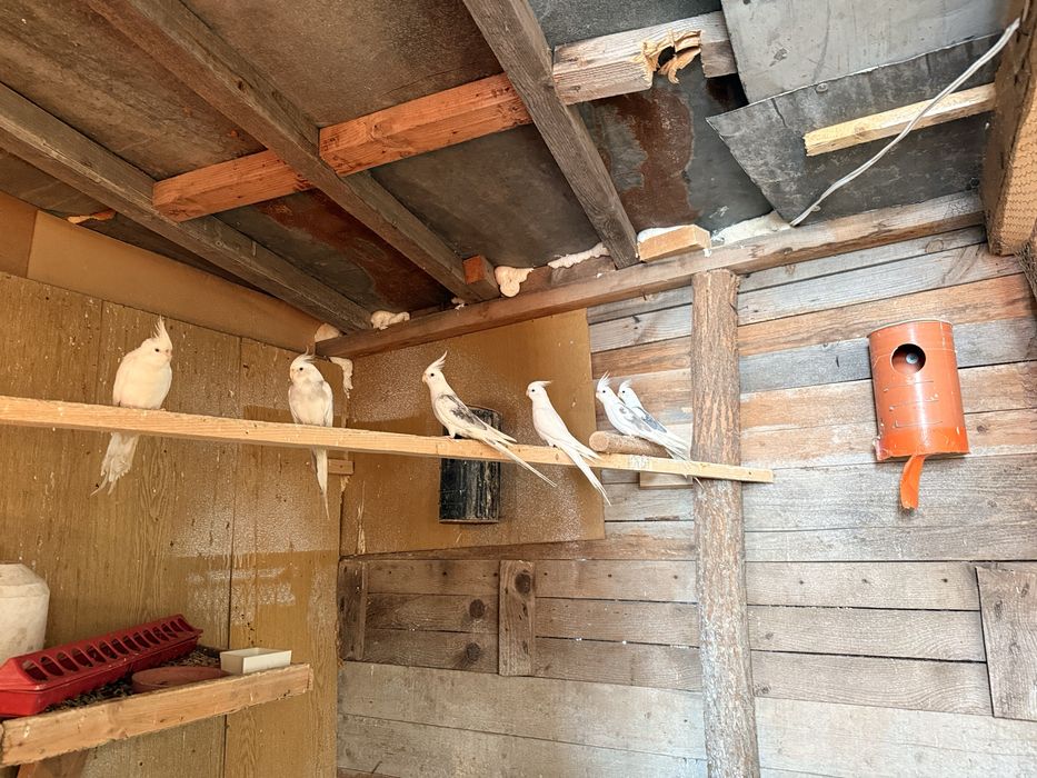 Продавам бели корели