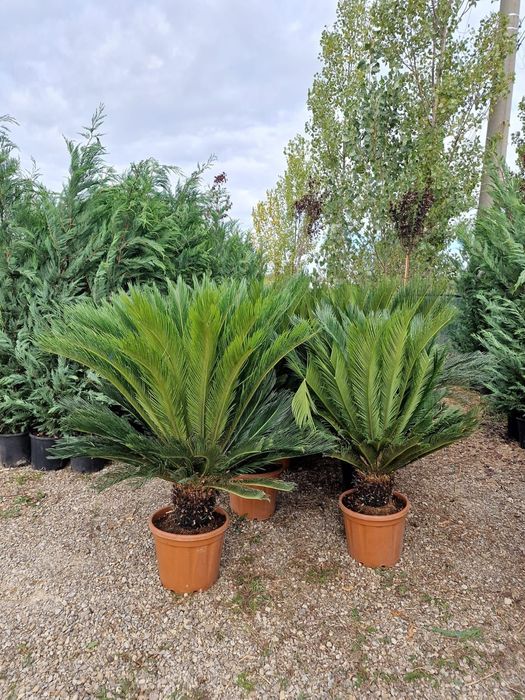 Vindem palmieri cycas
