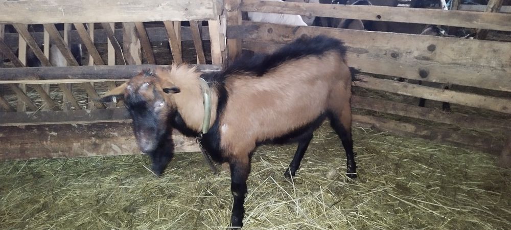 Țapi Alpina franceza