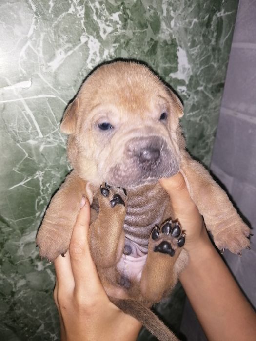 Шарпейчики бронь