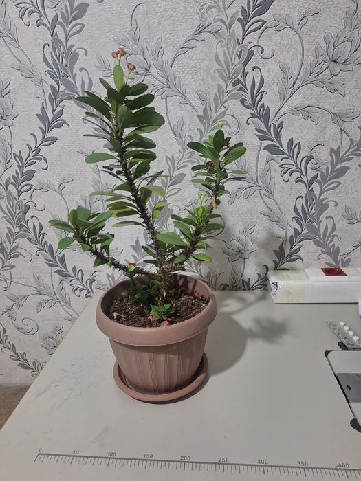 Домашние комнатные цветы продам