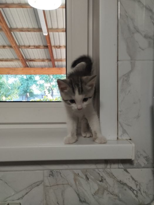 Котята бесплатно.