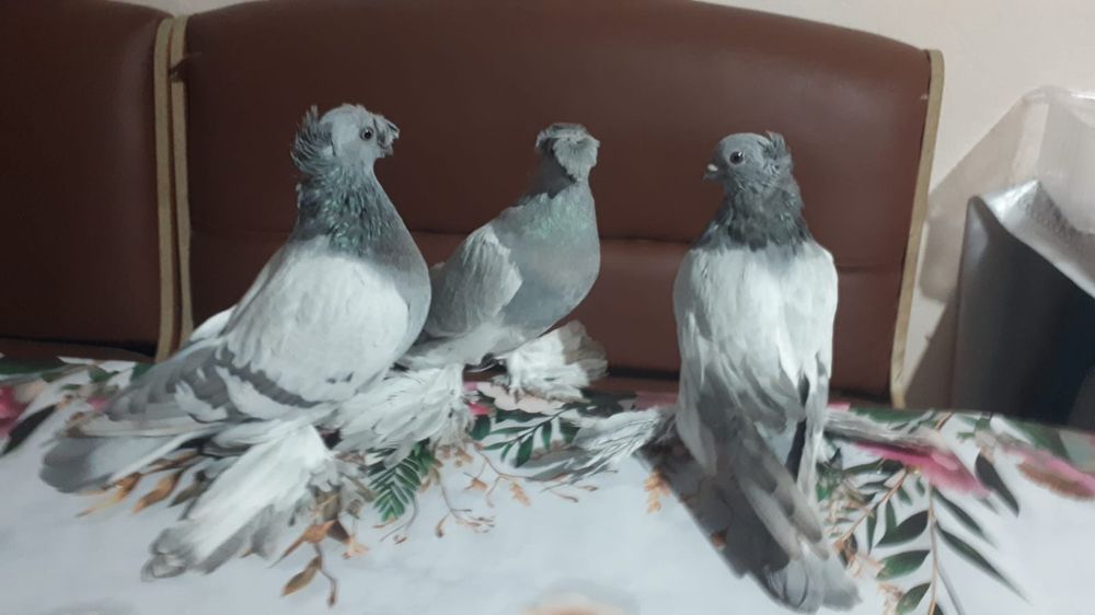 Продаю рантовых голубей
