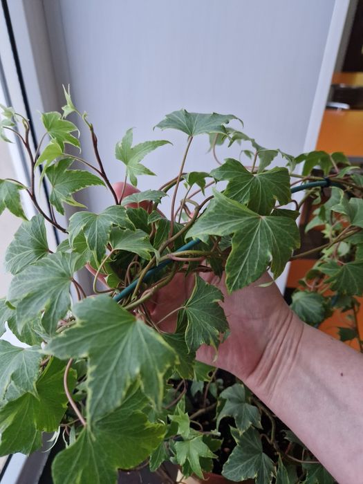 Комнатное растение