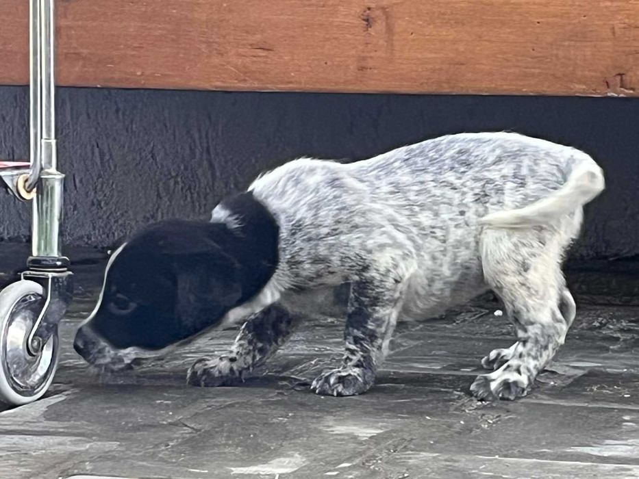 Donez căței din rasa pointer, au 4 săptămâni