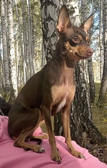 В поисках кобелька для жА́нитьбы