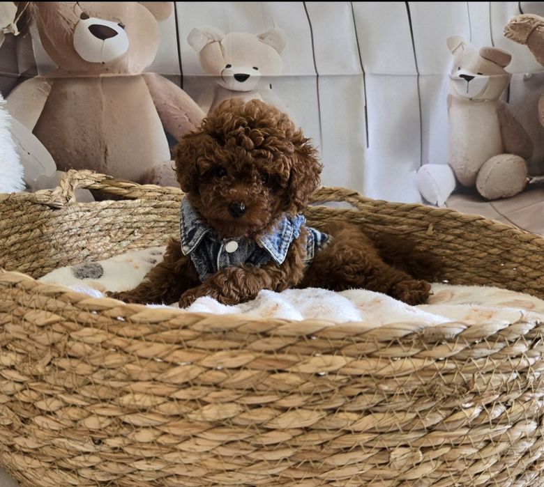 Пудел тийкъп/ Пудел той poodle с родословие момче red braun