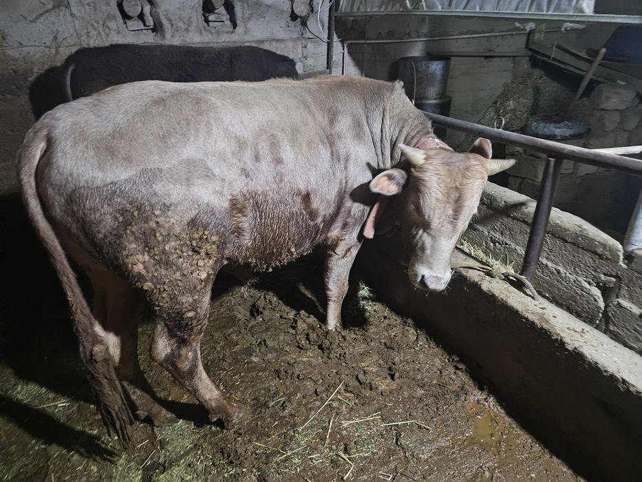 Navos Sigir sotiladi