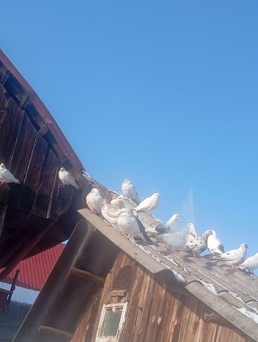 Dau porumbei pe iepuri