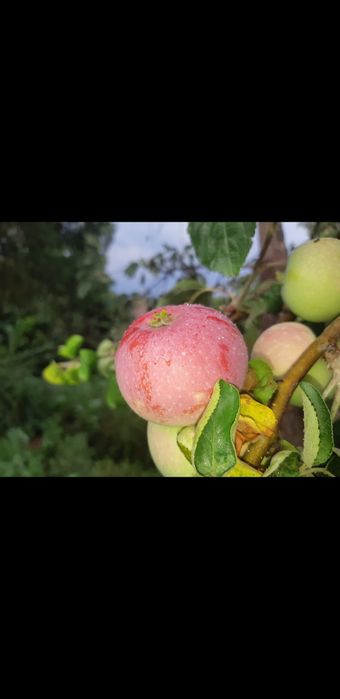 Саженцы яблони (ассортимент).