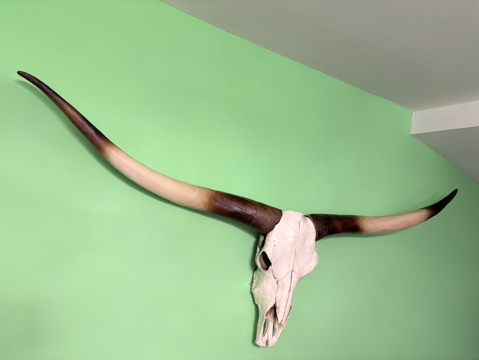 Vand trofeu coarne nigeria autentic nou 1200 lei