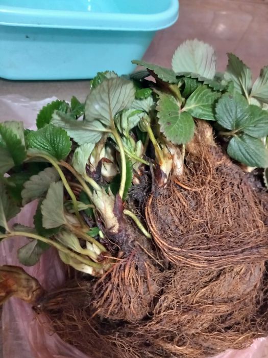 Stoloni soiul Aprica si soiul Murano