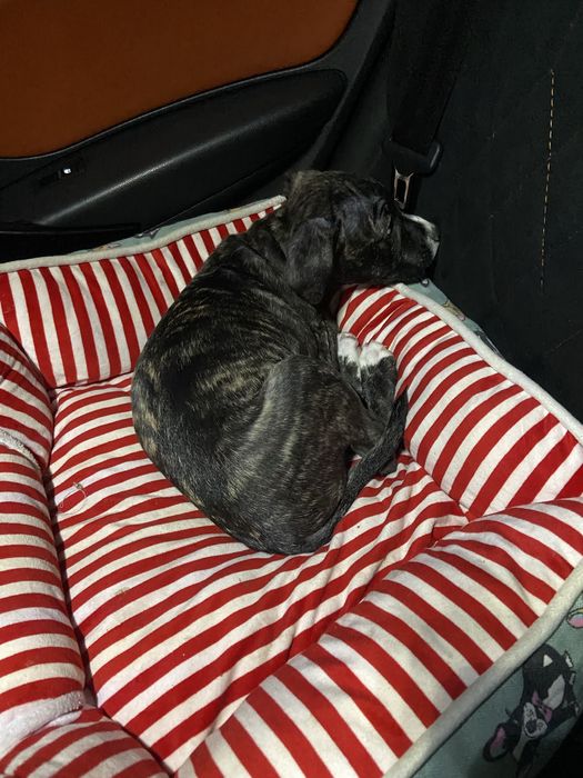 Продам чистокровного пита