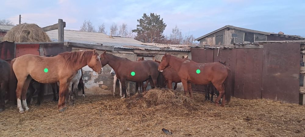 Биелерді сатамын.