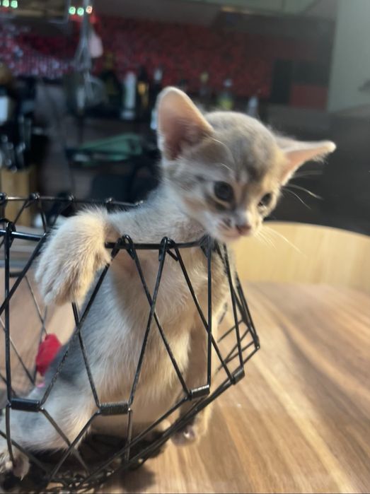 Абисински котенца