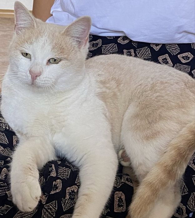 Үй мысықғы тегін беріледі