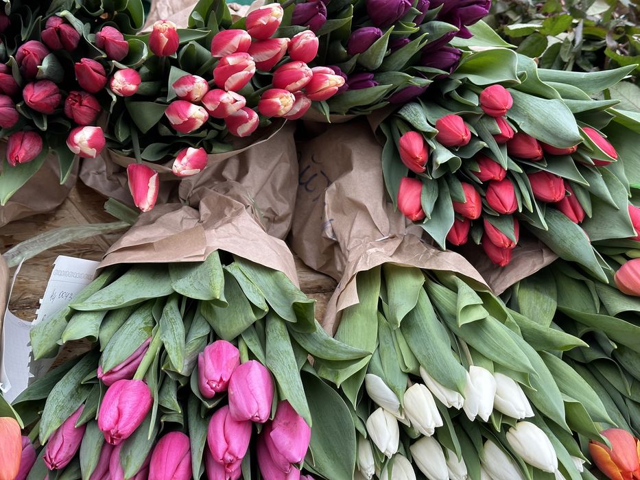 Тюльпаны оптом в Алматы