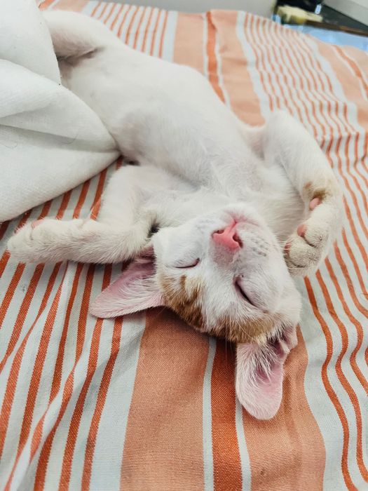 Spre adopție pisicuță iubitoare și jucăușă - 3 luni (București)